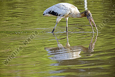 Waldstorch