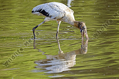 Waldstorch
