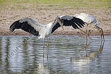 Waldstorch