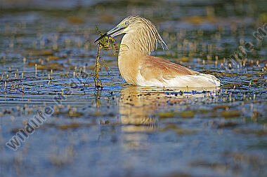 Rallenreiher