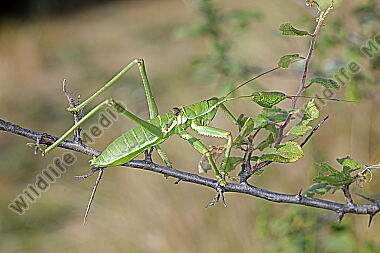Balkan-Sägeschrecke Männchen subadult
