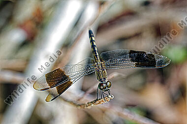 Libelle Erythrodiplax umbrata