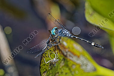 Libelle Nephepeltia phryne