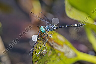 Libelle Nephepeltia phryne