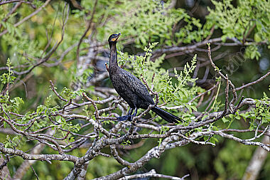 Neotropischer Kormoran