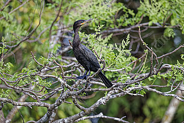 Neotropischer Kormoran