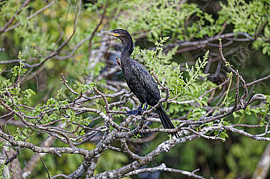Neotropischer Kormoran