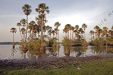 Savannen-Feuchtgebiet Llanos