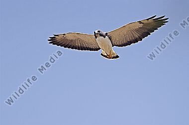 Weißschwanzbussard