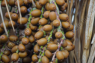 Buriti-Palme