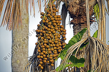 Buriti-Palme