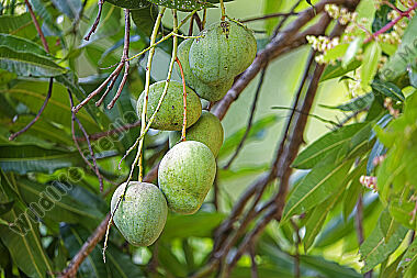 Grüne Mango