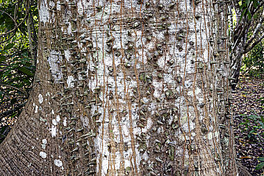 Kapokbaum Ceiba pentandra