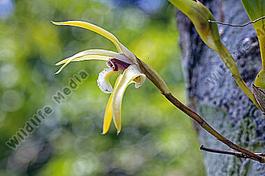 Orchidee Maxillaria pseudoreichenheimiana