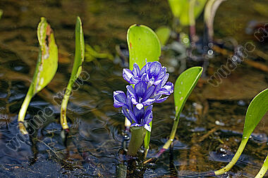Wasserhyazinthe Pontederia azurea