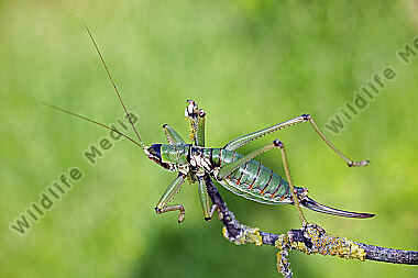 Balkan-Sägeschrecke Weibchen