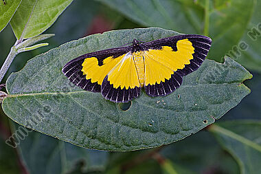 Spanner Xanthyris flaveolata