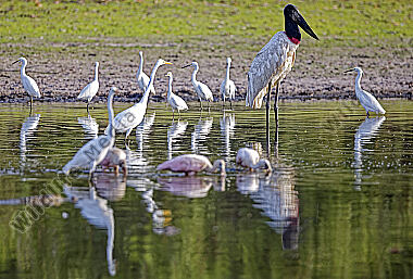 Wasservögel Kolumbien