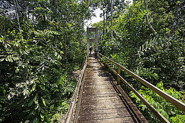 Hängebrücke durch den Regenwald