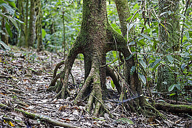 Kolumbien Regenwald