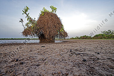 Llanos Landschaft