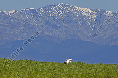 Großtrappe Hahn mit schneebedecktem Berg
