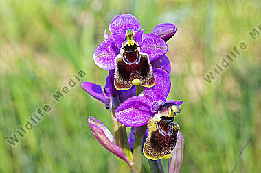 Wespen-Ragwurz
