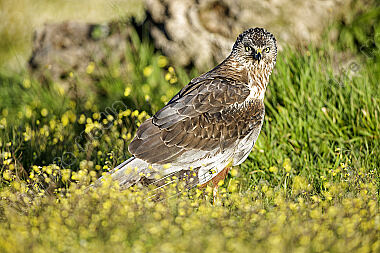 Rohrweihe Männchen
