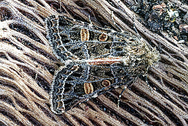Eulenfalter Leucochlaena oditis