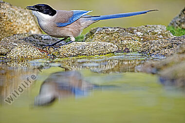 Blauelster