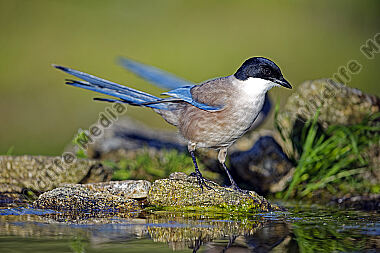 Blauelster