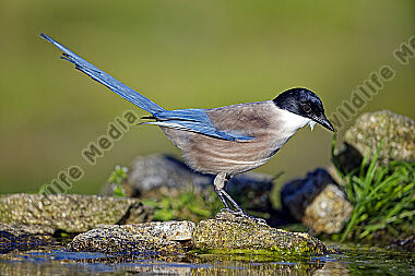 Blauelster