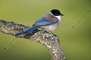 Blauelster