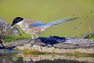 Blauelster