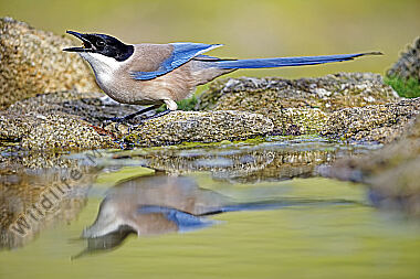 Blauelster