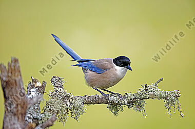 Blauelster