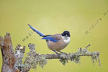 Blauelster