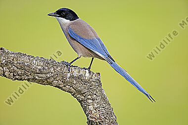 Blauelster