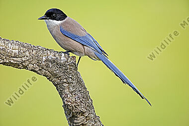 Blauelster