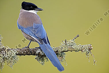 Blauelster