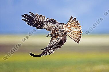 Rotmilan