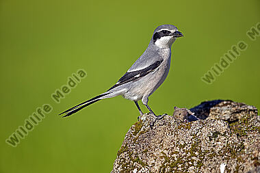 Südlicher Raubwürger