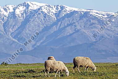 Schafe mit schneebedecktem Berg