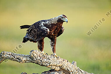 Spanischer Kaiseradler