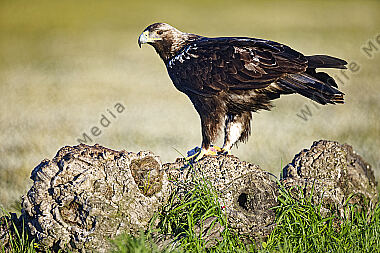 Spanischer Kaiseradler