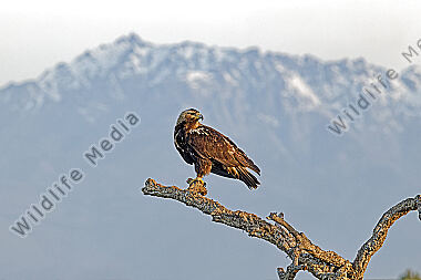 Spanischer Kaiseradler