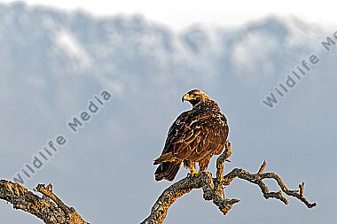 Spanischer Kaiseradler
