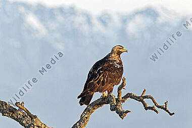 Spanischer Kaiseradler