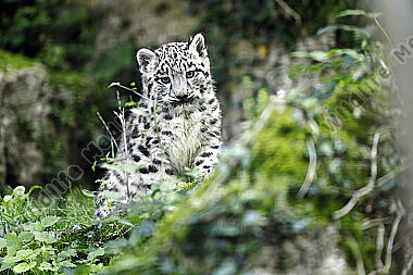 Schneeleopard Baby