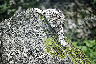 Schneeleopard Baby